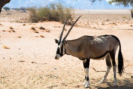 Graceful Desert Oryx — 150-piece jigsaw puzzle