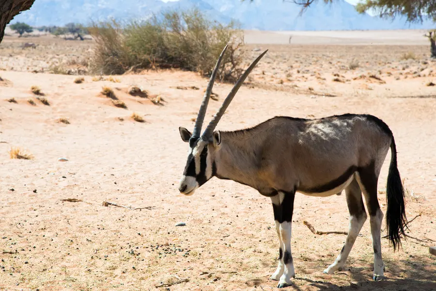 Graceful Desert Oryx — 150-piece jigsaw puzzle