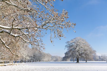Winter Woodland Serenity — 200-piece jigsaw puzzle