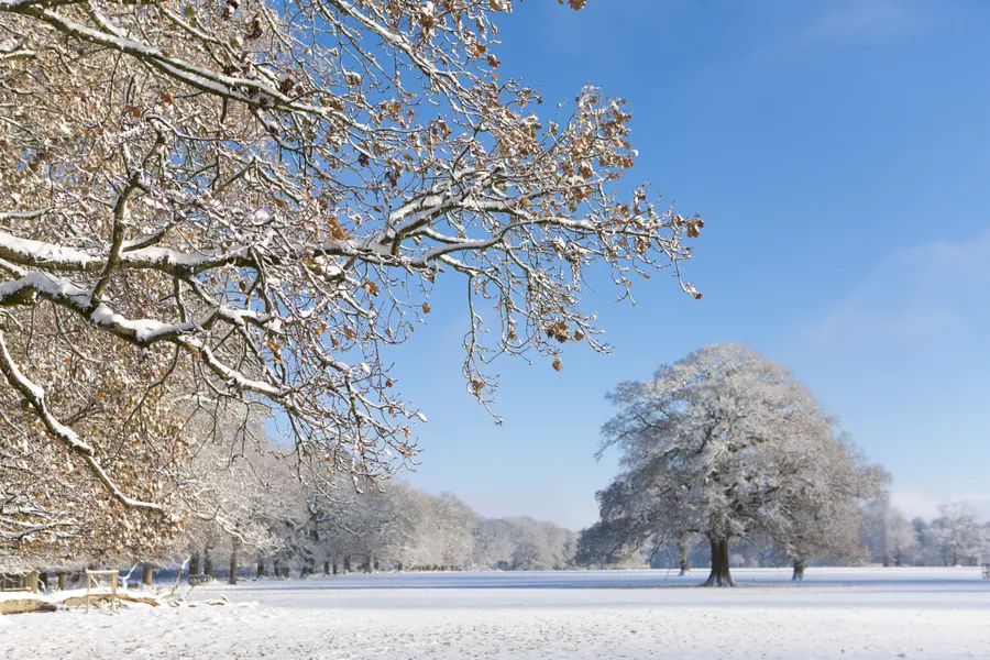 Winter Woodland Serenity — 200-piece jigsaw puzzle
