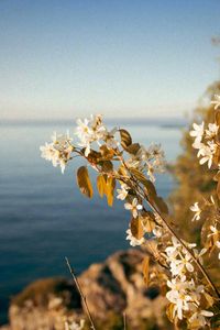 Blossoms by the Sea — 100-piece jigsaw puzzle