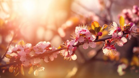 Radiant Spring Blossoms — 300-piece jigsaw puzzle