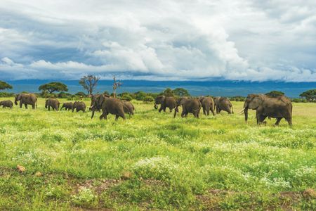 Elephants on Safari — 400-piece jigsaw puzzle