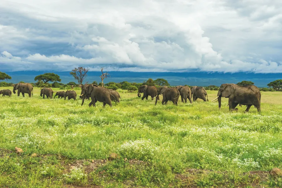 Elephants on Safari — 400-piece jigsaw puzzle