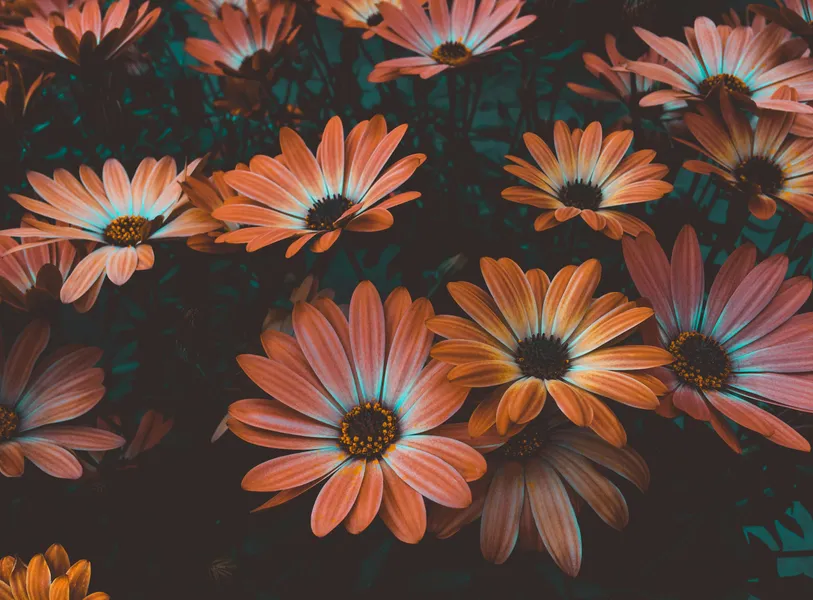 Vibrant Daisy Blooms — 100-piece jigsaw puzzle