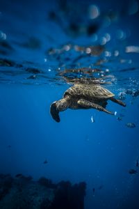Serene Sea Turtle — 300-piece jigsaw puzzle