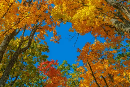 Autumn Canopy View — 150-piece jigsaw puzzle
