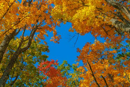 Autumn Canopy View — 150-piece jigsaw puzzle