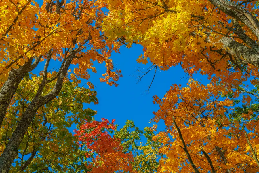 Autumn Canopy View — 150-piece jigsaw puzzle
