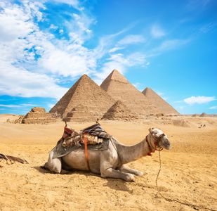 Camel by the Pyramids — 300-piece jigsaw puzzle