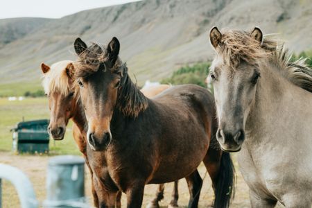 Wild Horses Harmony — 150-piece jigsaw puzzle