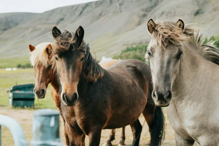 Harmonia dos cavalos selvagens — quebra-cabeça de 150 peças