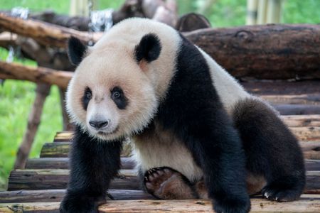 Playful Panda Prowess — 200-piece jigsaw puzzle