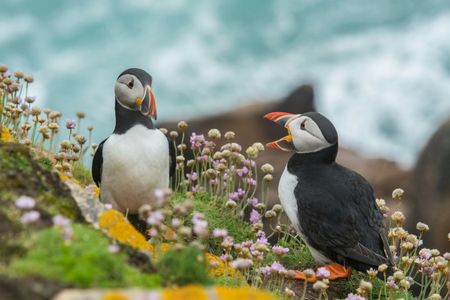 Puffins in Bloom — 100-piece jigsaw puzzle