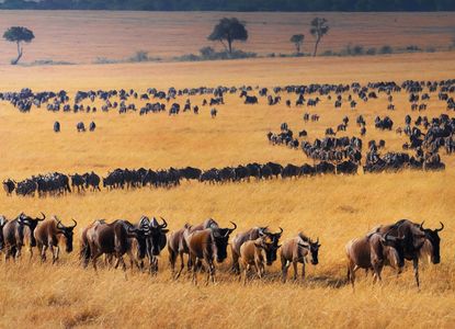 Wildebeest Migration — 500-piece jigsaw puzzle