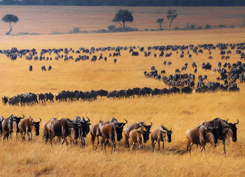 Wildebeest Migration — 500-piece jigsaw puzzle