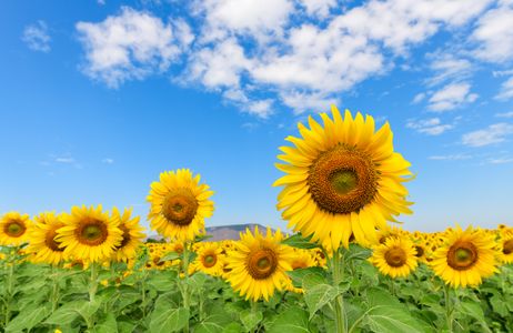 Sunflowers in Bloom — 300-piece jigsaw puzzle