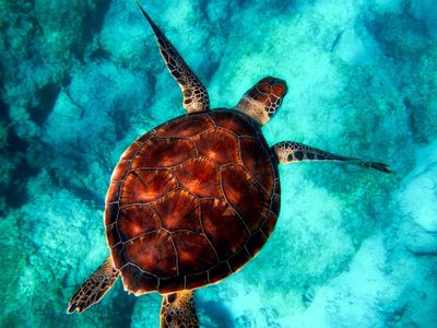 Majestic Sea Turtle — 400-piece jigsaw puzzle