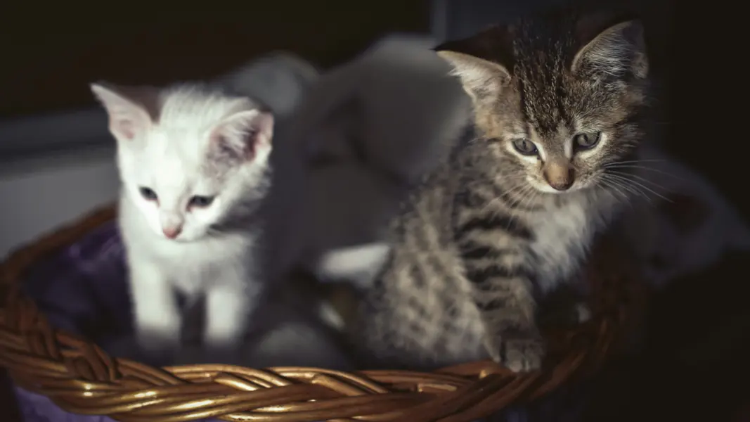 Kittens in a Basket — 150-piece jigsaw puzzle