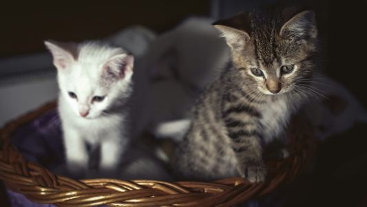 Kittens in a Basket — 150-piece jigsaw puzzle