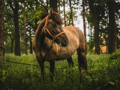Graceful Forest Horse — 100-piece jigsaw puzzle