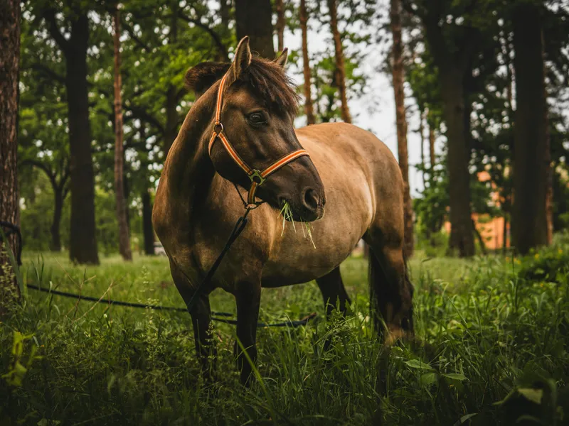 Graceful Forest Horse — 100-piece jigsaw puzzle