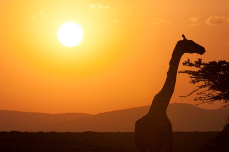 Giraffe at Sunset — 150-piece jigsaw puzzle