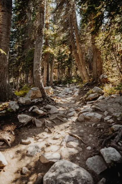 Forest Pathway — 200-piece jigsaw puzzle