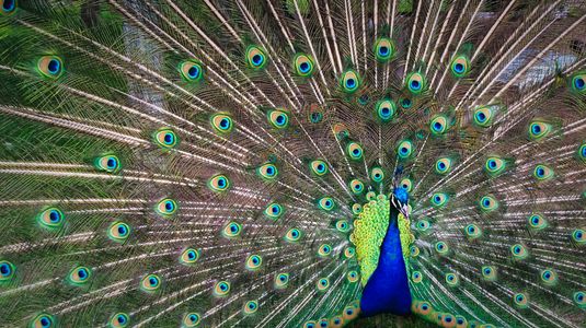 Majestic Peacock Display — 500-piece jigsaw puzzle
