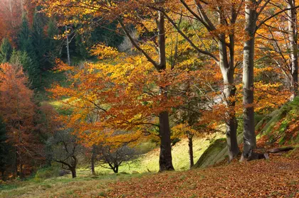Autumn Forest Glow — 150-piece jigsaw puzzle
