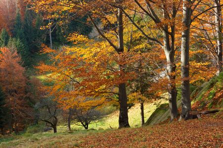 Golden Autumn Forest — 200-piece jigsaw puzzle