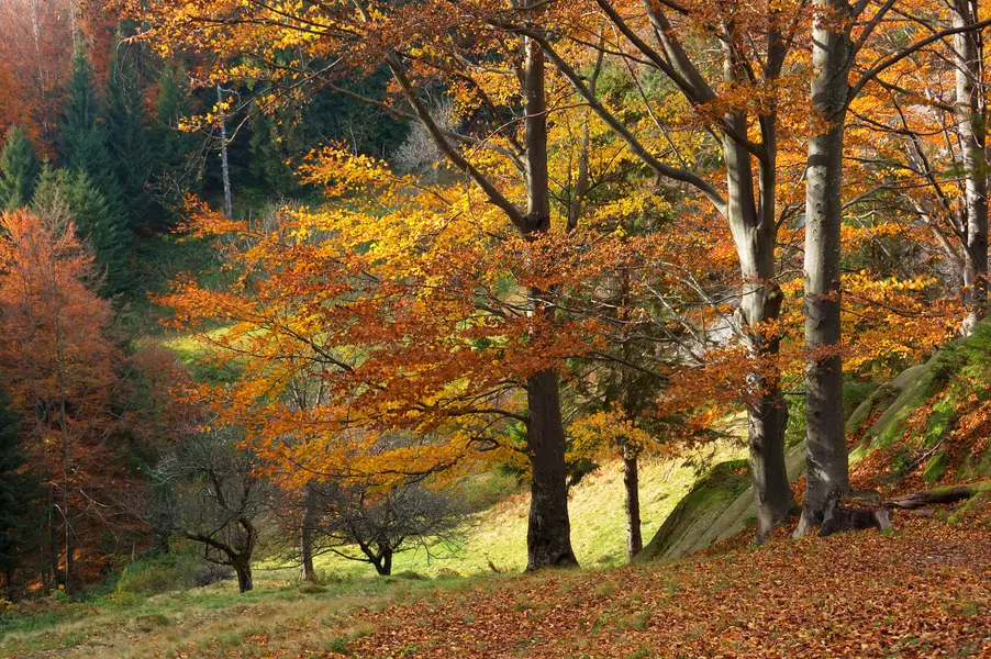 Golden Autumn Forest — 200-piece jigsaw puzzle