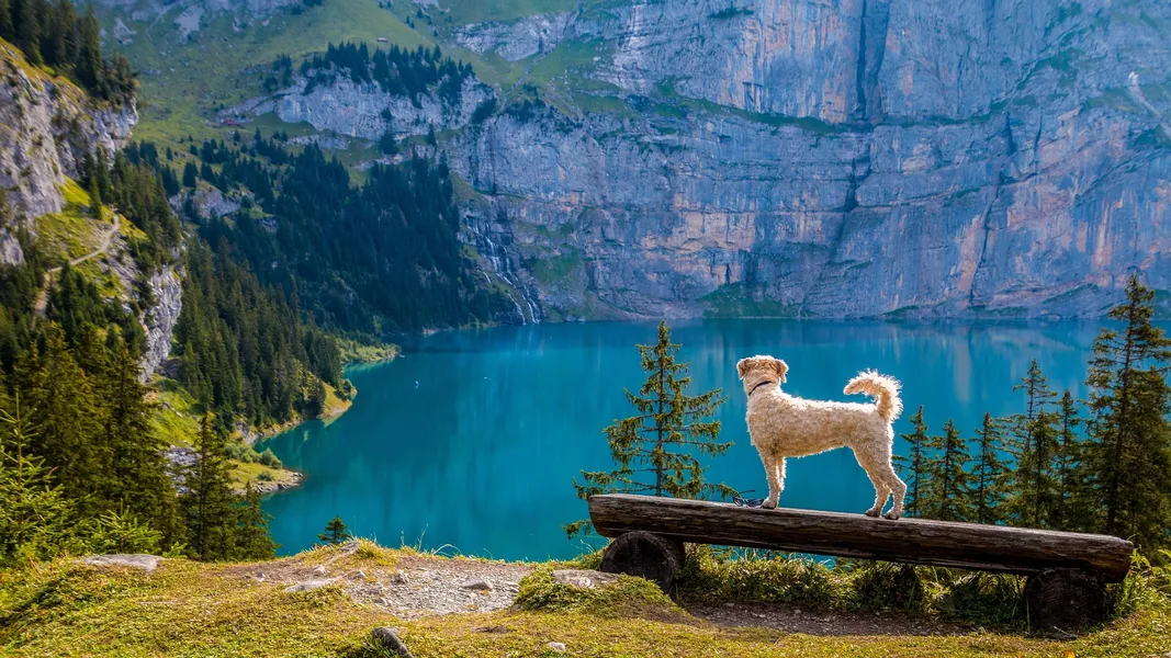 Dog's Mountain View — 300-piece jigsaw puzzle