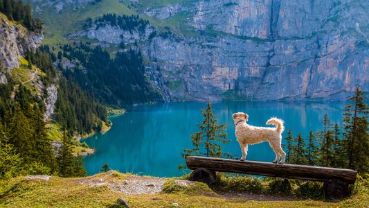 Dog's Mountain View — 300-piece jigsaw puzzle