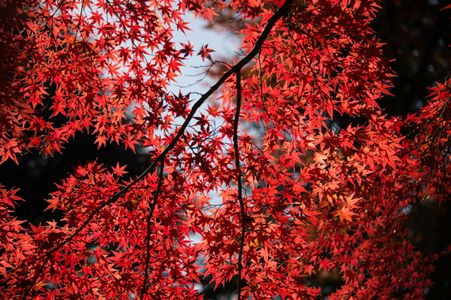 Crimson Maple Canopy — 200-piece jigsaw puzzle