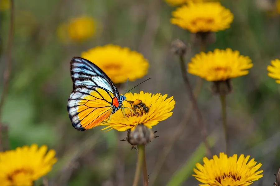 Papillon sur fleur dorée — puzzle de 100 pièces