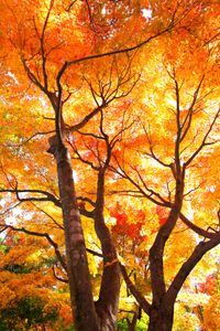 Golden Autumn Canopy — 500-piece jigsaw puzzle