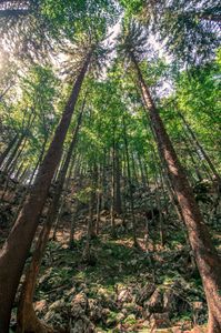 Majestic Forest Canopy — 500-piece jigsaw puzzle