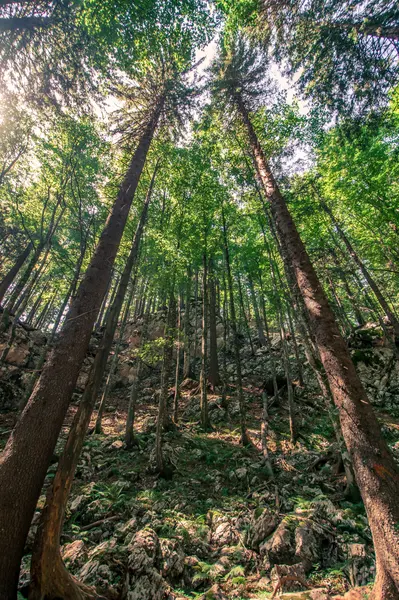 Majestic Forest Canopy — 500-piece jigsaw puzzle