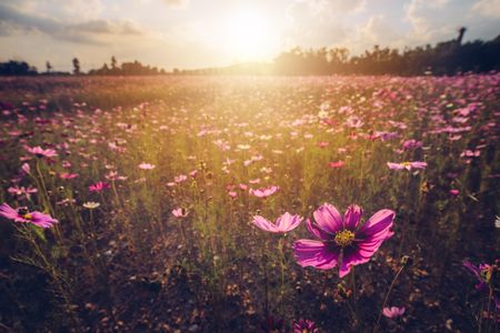 Sunlit Flower Field — 400-piece jigsaw puzzle