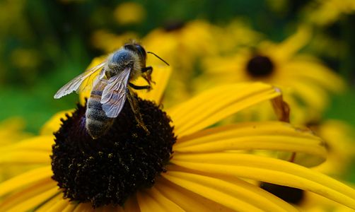 Bee on Yellow Blossom — 64-piece jigsaw puzzle
