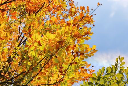 Autumn Leaves Symphony — 150-piece jigsaw puzzle