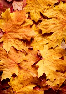 Golden Autumn Leaves — 200-piece jigsaw puzzle