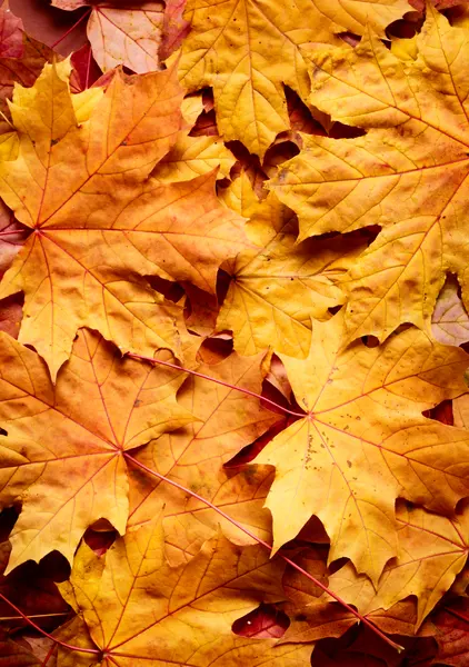 Golden Autumn Leaves — 200-piece jigsaw puzzle