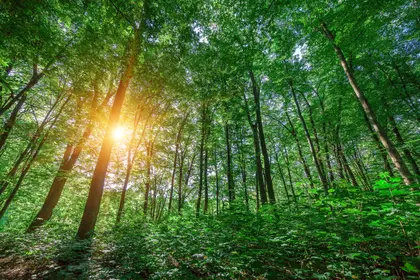 Sunlight Through Trees — 64-piece jigsaw puzzle