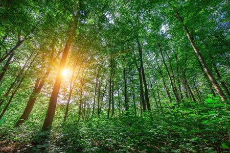 Sunlight Through Trees — 64-piece jigsaw puzzle