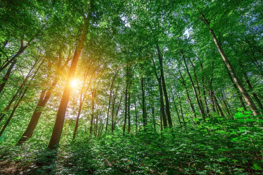 Sunlight Through Trees — 64-piece jigsaw puzzle