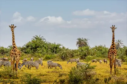 Savanna Harmony — 300-piece jigsaw puzzle
