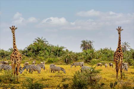 Savanna Harmony — 300-piece jigsaw puzzle