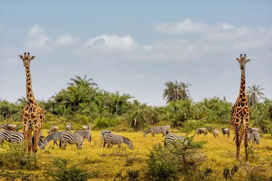 Savanna Harmony — 300-piece jigsaw puzzle